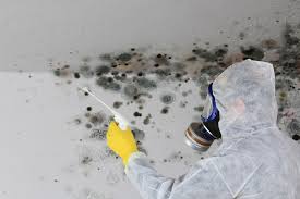 Why You Should Choose Our Mold Remediation Services in Eagle Mountain, UT